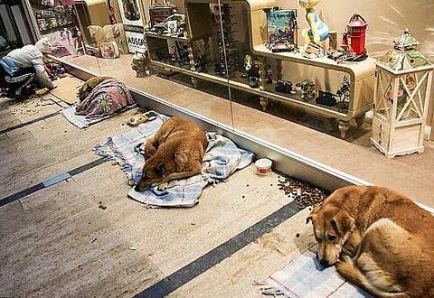 Perros en turquia