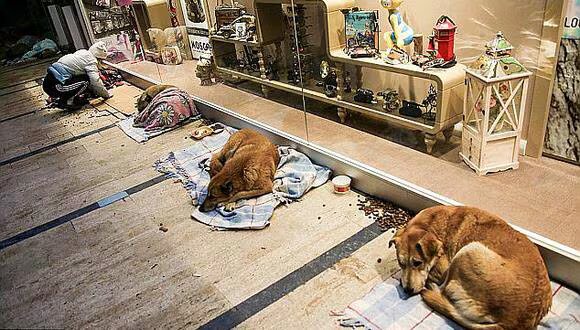 Perros en turquia